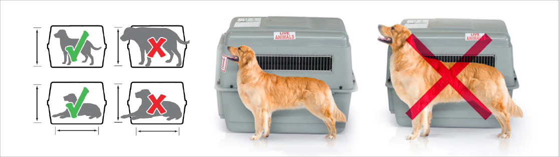 4. COMO DEBE IR LA MASCOTA EN EL KENEL